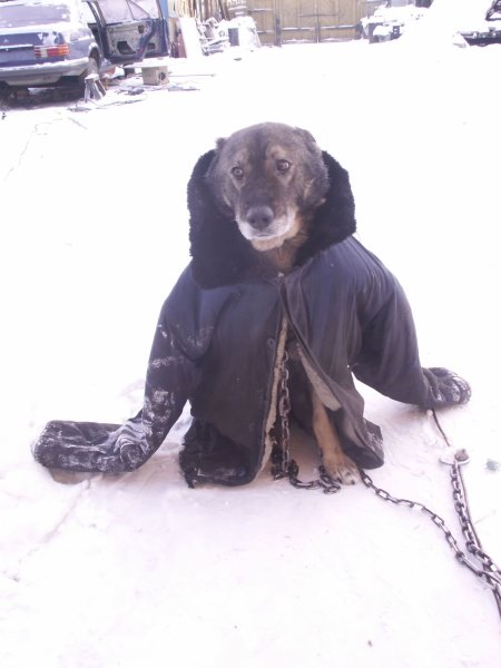 Пальто и собака