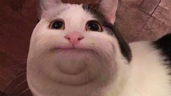 Белуга кот Мем