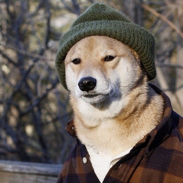 Собака с сигаретой в шапке Мем