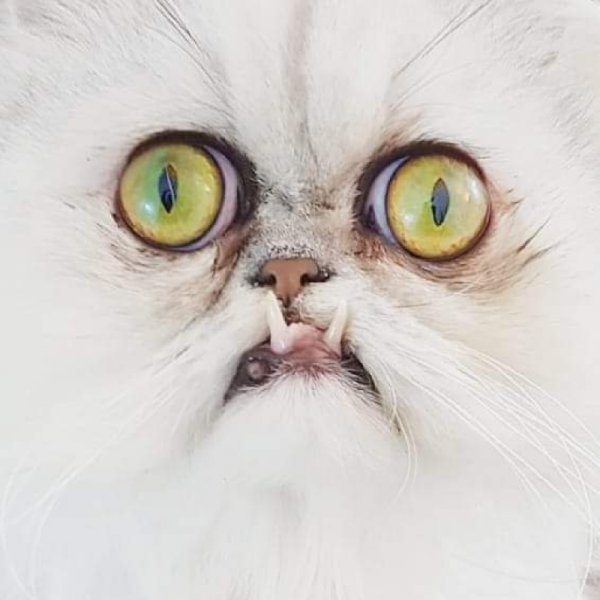 Уилфред Уорриор кот