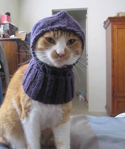 Кот в шапке