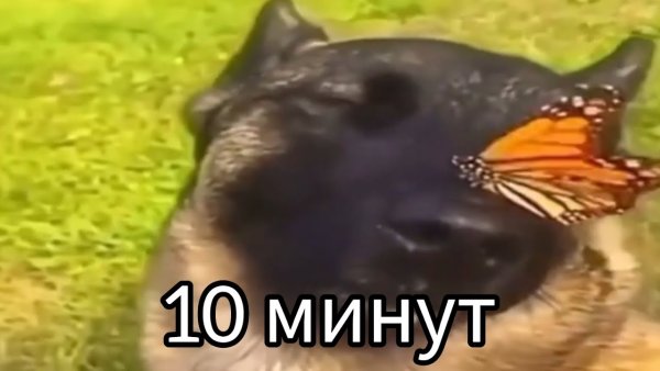 Собака с бабочкой на носу Мем гиф
