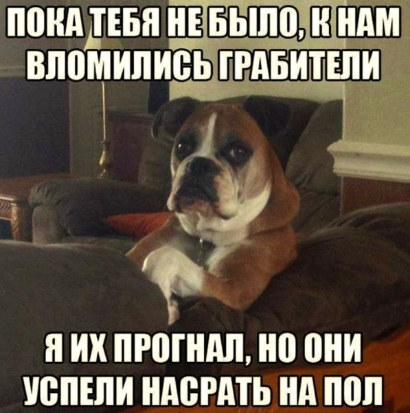 Шутки про собак