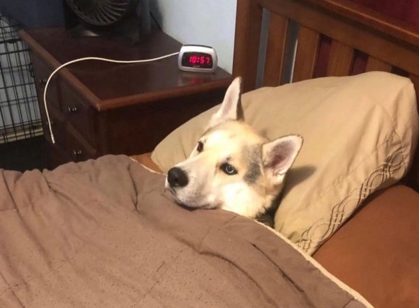 Собака под одеялом