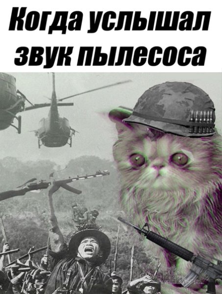 Вьетнамские флешбеки коты