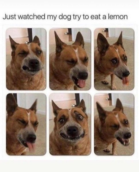Прикольные мемы с собаками