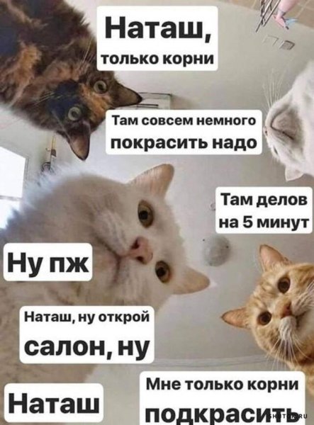 Мем про Наташу и котов