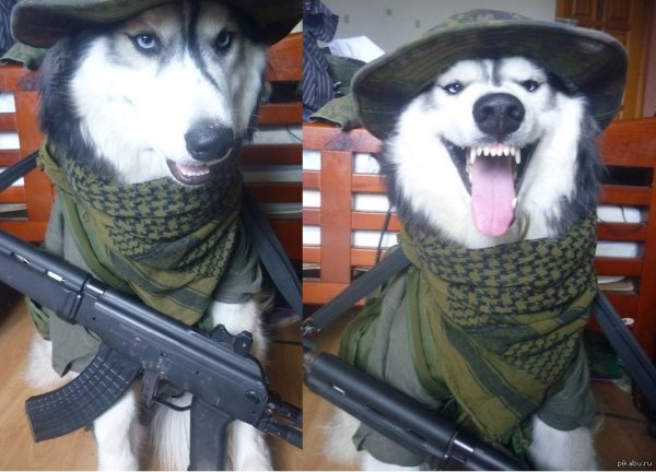 Хаски в военной форме