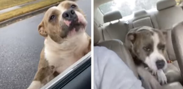 Собака прыгнула в дверь машины юмор