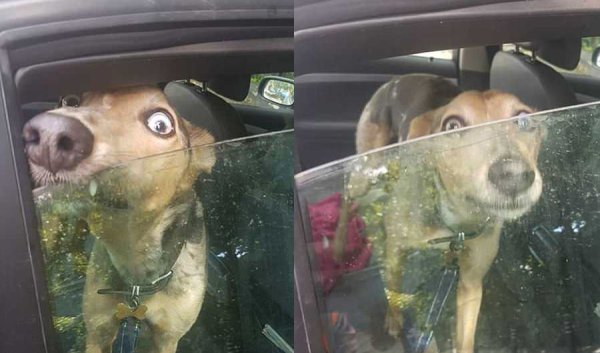 Собака в машине в жару