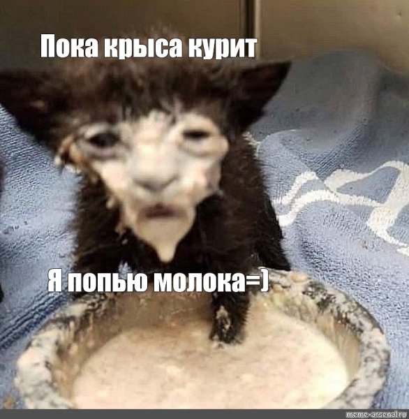 Котенок в сметане Мем