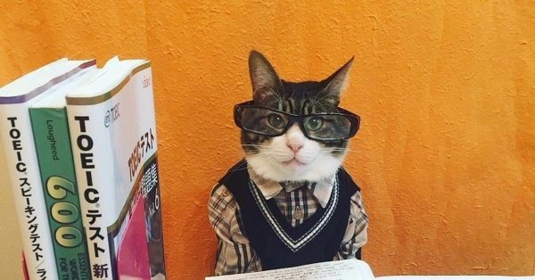 Кот в очках ученый