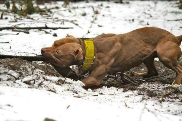 Тренировка питбулей
