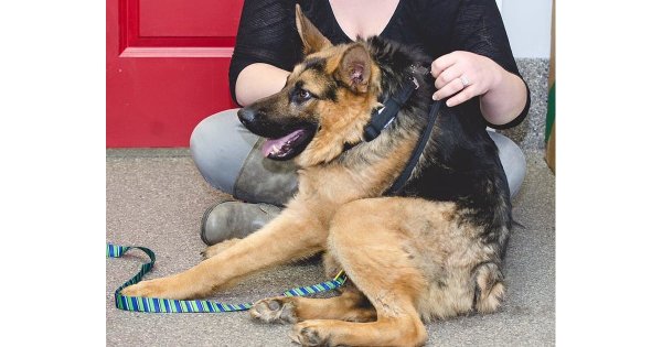 Немецкая овчарка Квазимодо