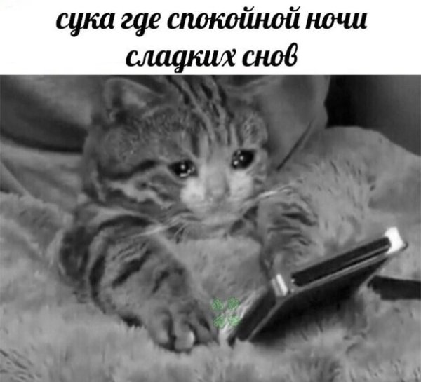 Плачущий котенок с телефоном