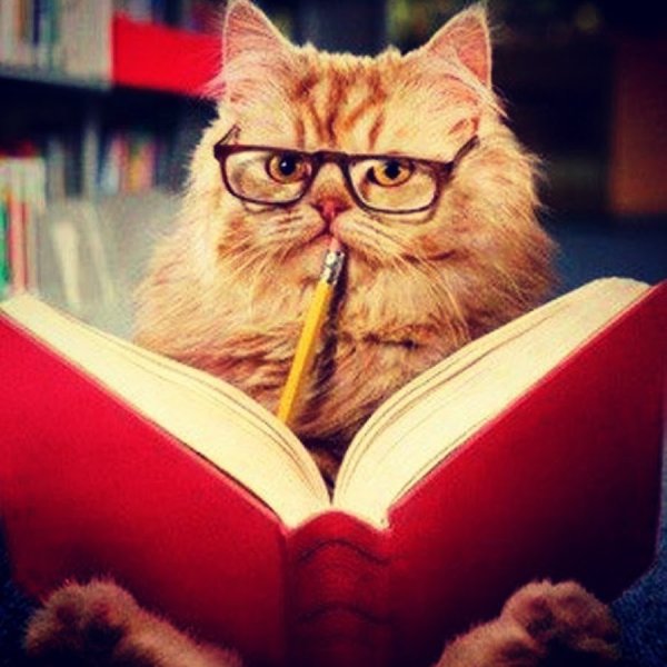 Умный кот в очках