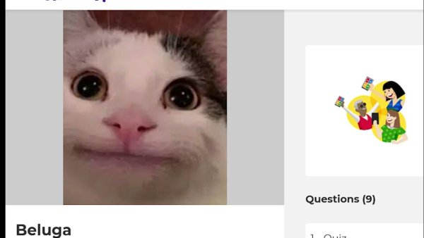 Коты мемыбеоуга