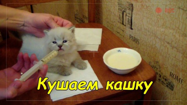 Котенок в каше