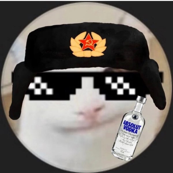 Белуга кот Мем