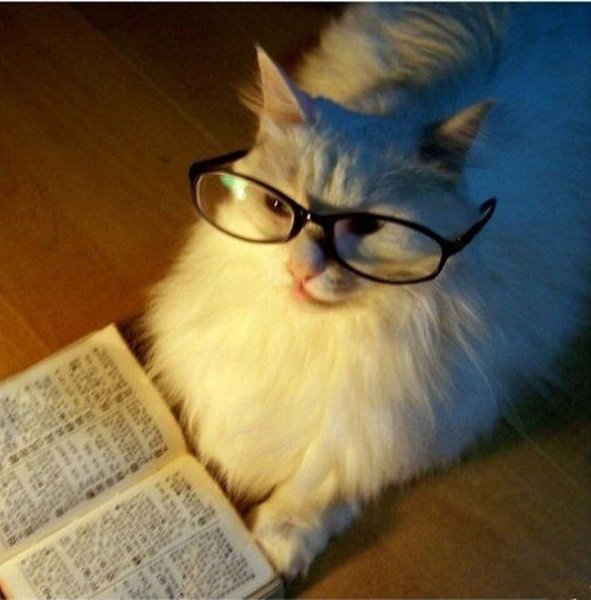 Кот в очках