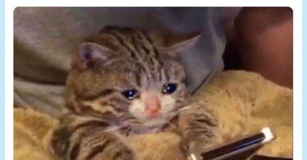 Грустный котик