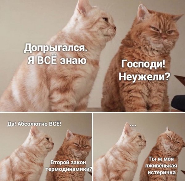 Мемы про котов