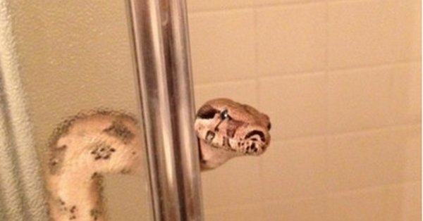 Кот под душем Мем