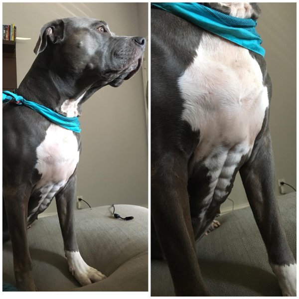 Собака с прессом