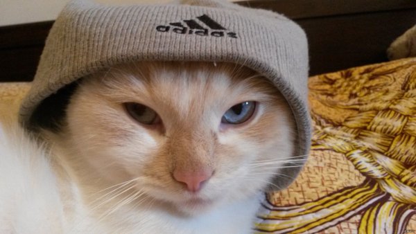 Кот в шапке