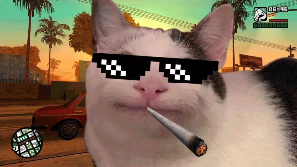 Beluga кот ава