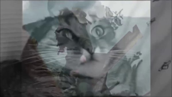 Вьетнамская война кот флешбеки