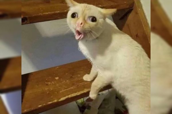 Блююблюющий кот