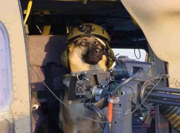 Пес за пулеметом