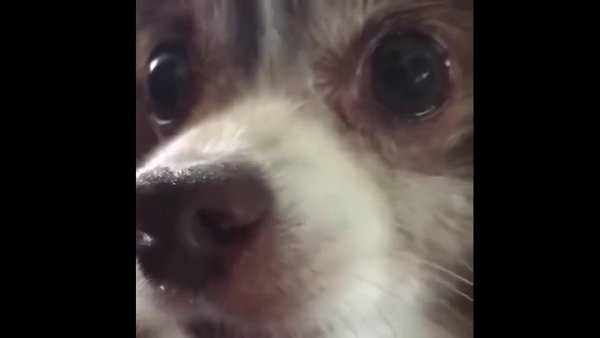 АФ АФ собачки