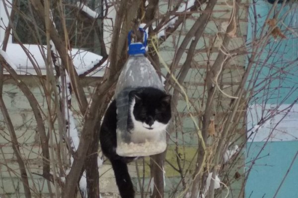 Смешные кормушки для птиц