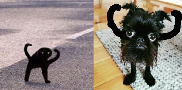 Черный кот ЪУЪ