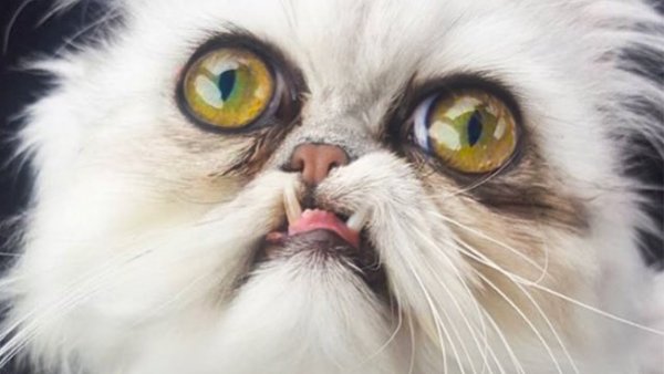 Кот с выпученными глазами