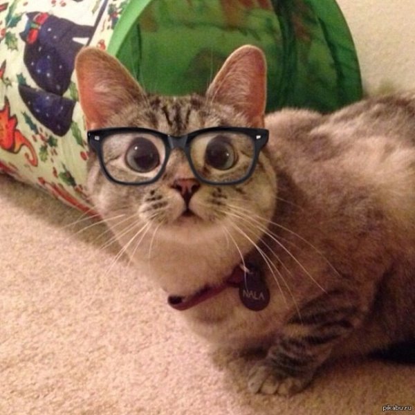 Мемы с котом