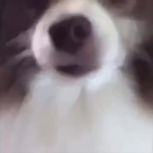 АФ Мем с собакой