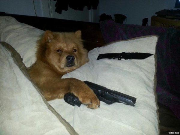 Собака с оружием Мем