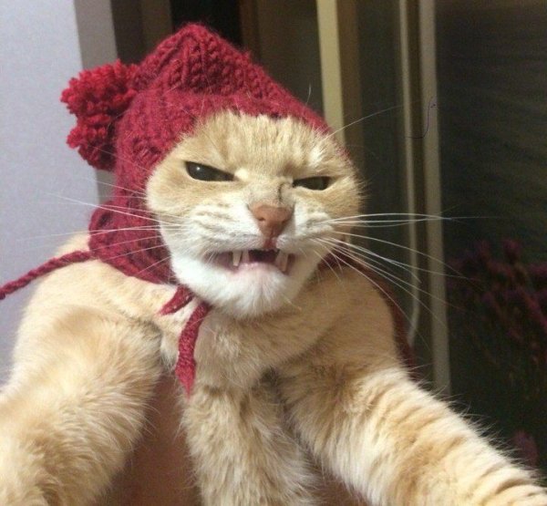 Шапка 'кошка'