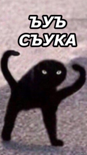 Черный кот Мем