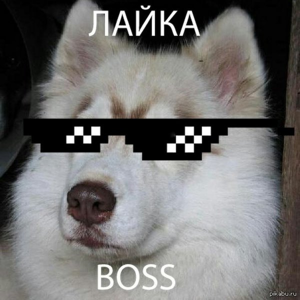 Смешная лайка