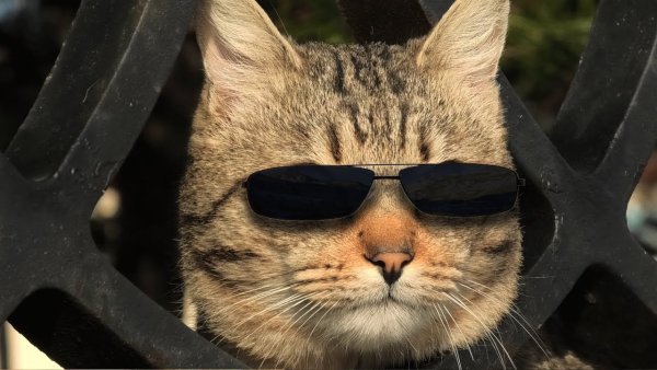 Крутой кот в очках