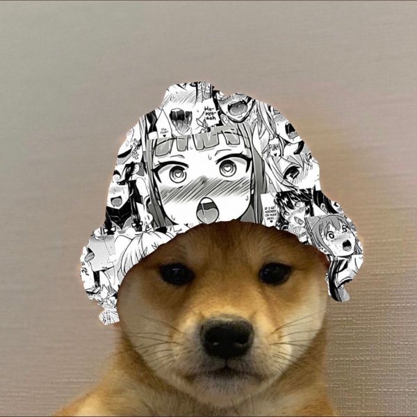 Собака в кепке