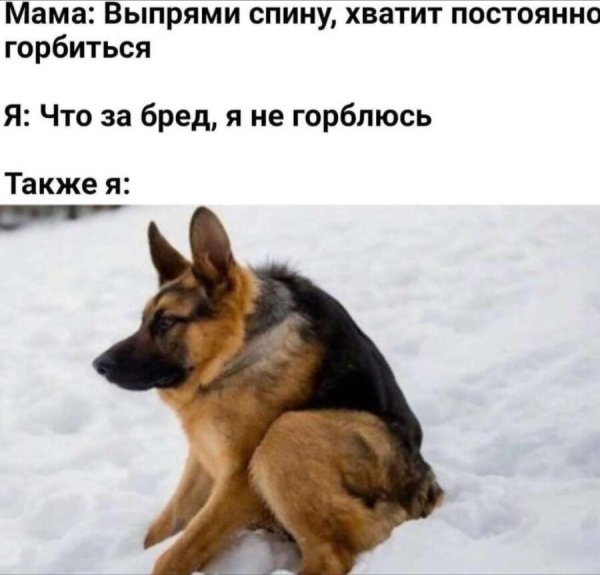 Короткая немецкая овчарка