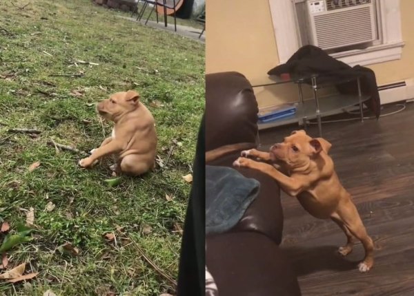 Собака с коротким позвоночником