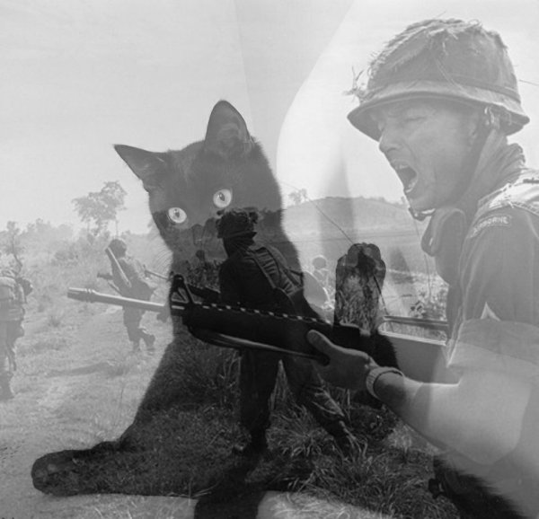 Кот и вьетнамский флэшбэк