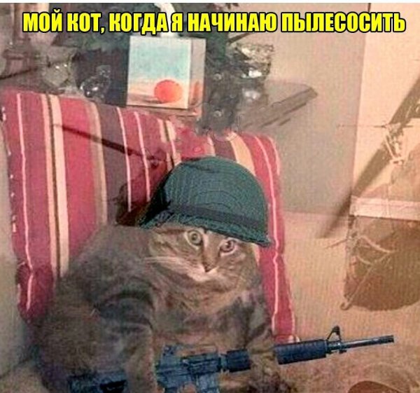 Кот флэшбэк Вьетнам