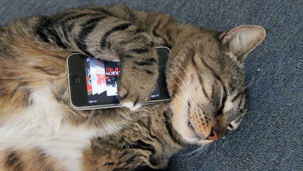 Кот с телефоном